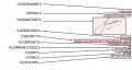 Thumbnail for version as of 06:00, 1 March 2017